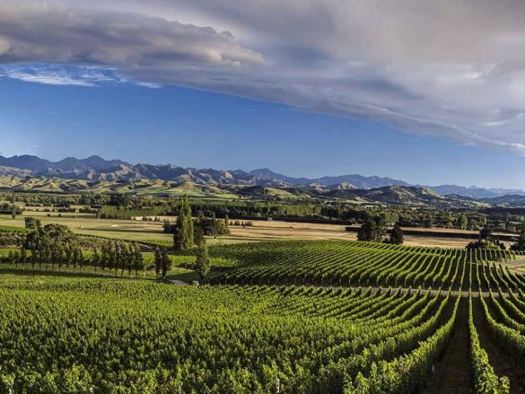 Winery landscape