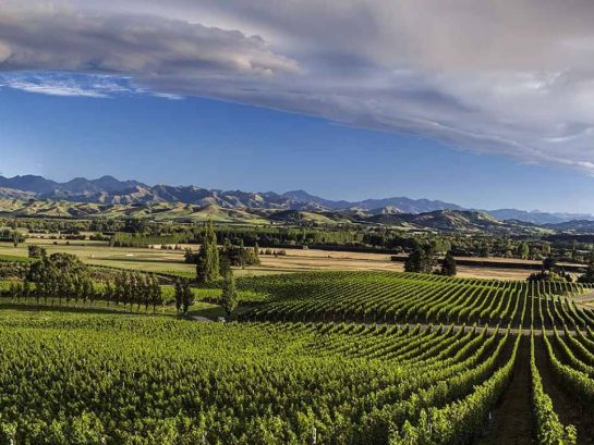 Winery landscape