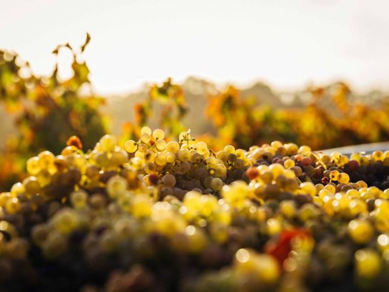 Grapes